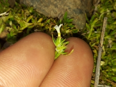 Dentella repens