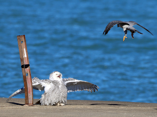 Snowy Owl photographed in Illinois