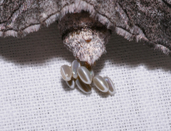 Hypobapta diffundens