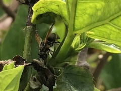 Pachodynerus nasidens