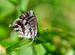 Cacyreus marshalli