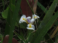 Dietes