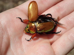 Anoplognathus viridiaeneus