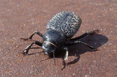 Trigonoscelis nodosa