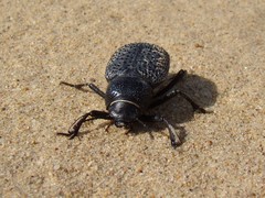 Trigonoscelis nodosa