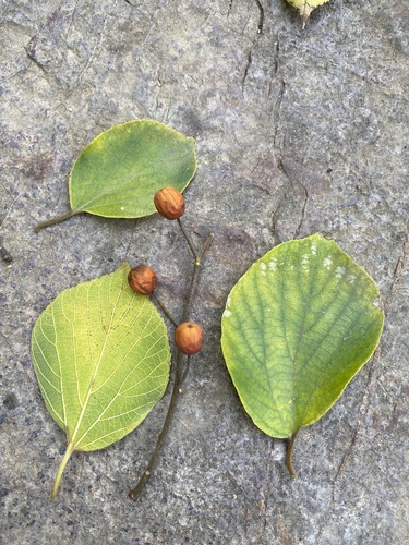 Julian hackberry (Celtis julianae)