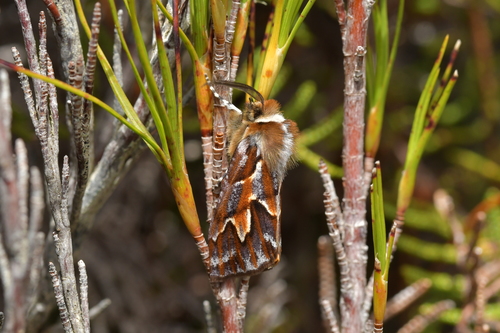 Streaked Inanga Looper (Ipana glacialis)