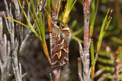 Declana glacialis