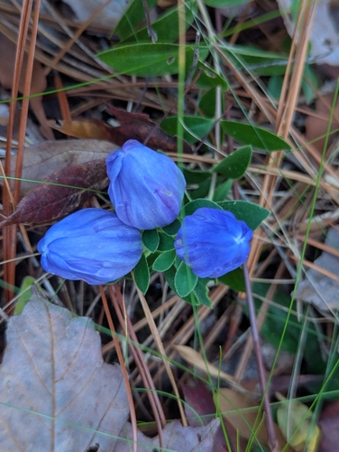 Soapwort Gentian (Gentiana saponaria)
