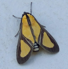 Xanthoarctia pseudameoides