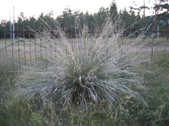 Stipa splendens