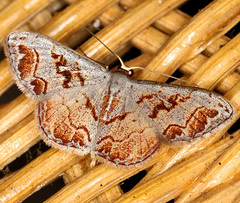 Idaea subfervens