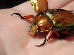 Anoplognathus viridiaeneus