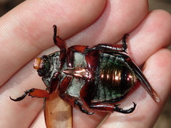 Anoplognathus viridiaeneus