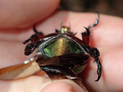 Anoplognathus viridiaeneus