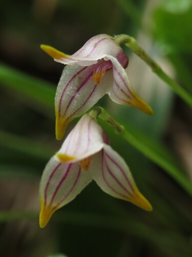 Striatella Orchid