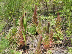 Orostachys malacophylla
