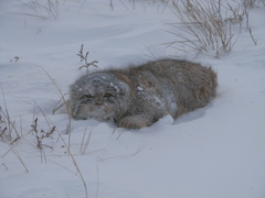Otocolobus manul