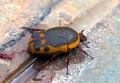 Pachnodella impressa