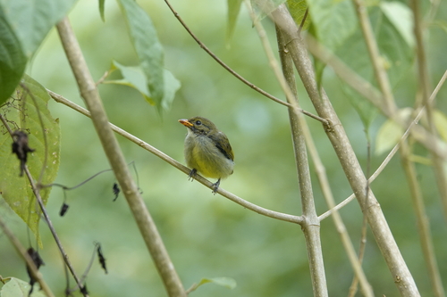 Yellow-rumped Flowerpecker (Prionochilus xanthopygius), photo 6