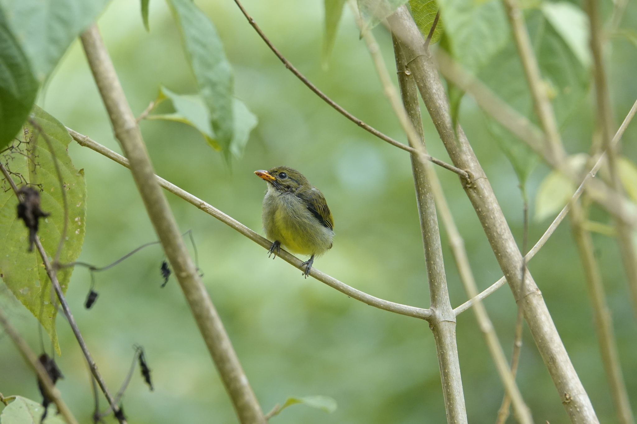 Yellow-rumped Flowerpecker (Prionochilus xanthopygius), photo 9