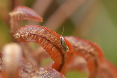 Mnesarchella
