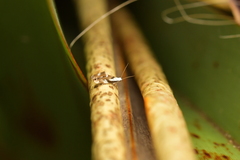 Mnesarchella