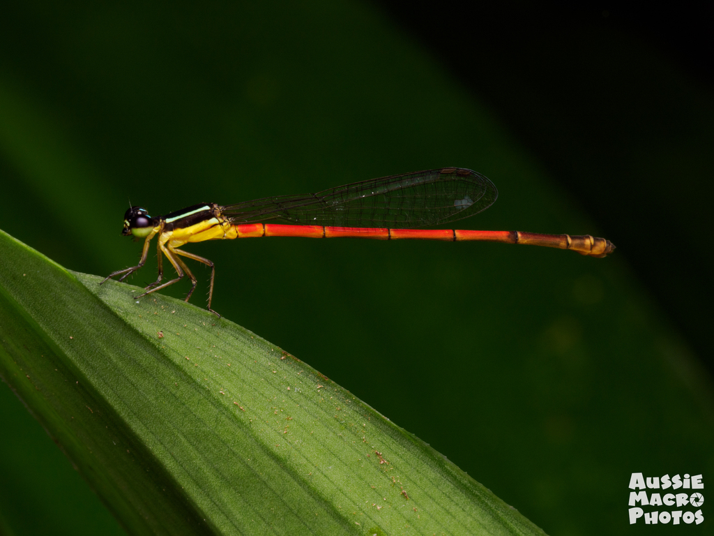 Shadefly Red-tipped Shadefly from Buggin Sumatra, Langkat Regency, North Sumatra ...
