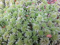 Sphagnum cristatum