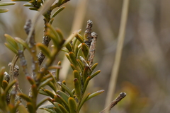 Mnesarchella