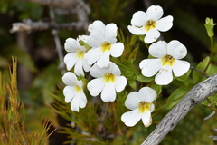 Ourisia