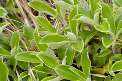 Macrolearia colensoi
