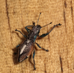Naupactus optatus