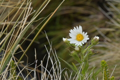 Dolichoglottis scorzoneroides