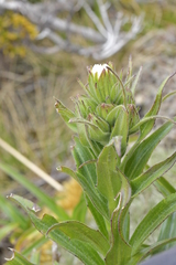 Dolichoglottis scorzoneroides