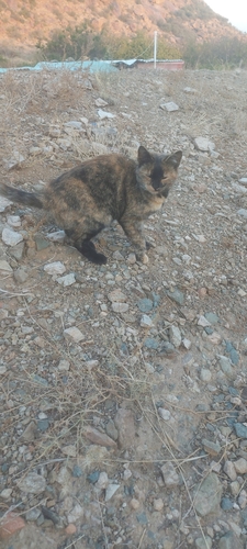 Domestic Cat