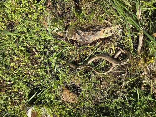 Eastern Brown Snake sighting