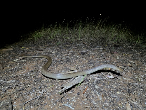 Eastern Brown Snake sighting