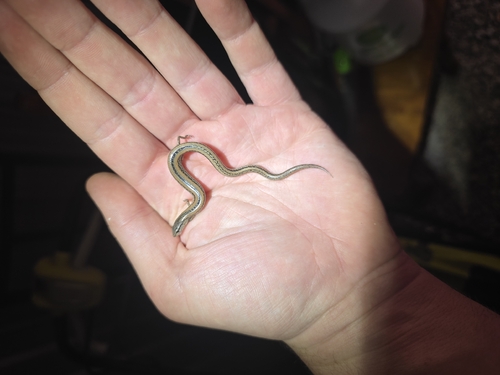 Lowlands Earless Skink, Hemiergis peronii