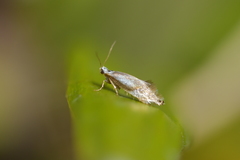 Mnesarchella
