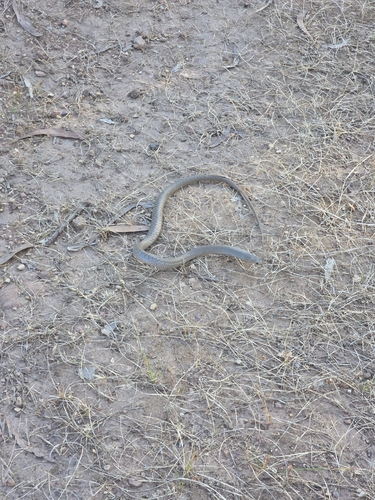 Eastern Brown Snake sighting