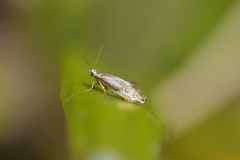 Mnesarchella
