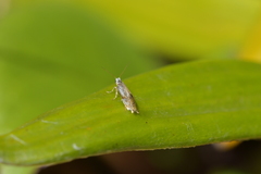 Mnesarchella