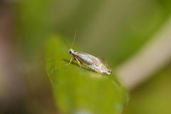 Mnesarchella