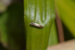 Mnesarchella