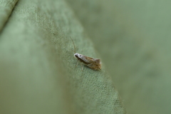 Mnesarchella