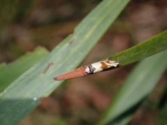 Antipterna trilicella