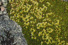 Hectorella caespitosa