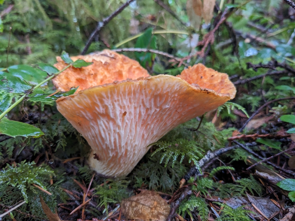 Turbinellus floccosus · November 2025 · photo: © smcmanus (iNaturalist, cc0)