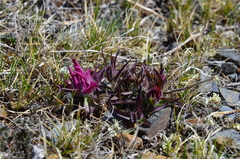 Castilleja elegans